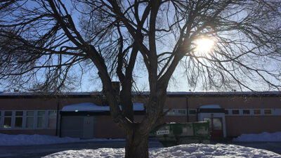 Foto på ett stort träd. Solen skiner och det ligger snö på marken.
