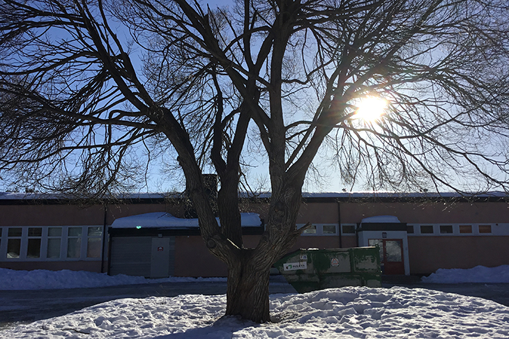 Foto på ett stort träd. Solen skiner och det ligger snö på marken.