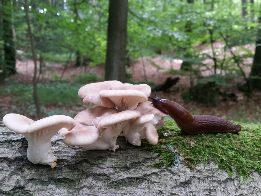 En brun snigel äter av en svamp i en skog.