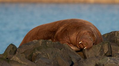 Valrossen Freya sover på stora stenar vid havet.