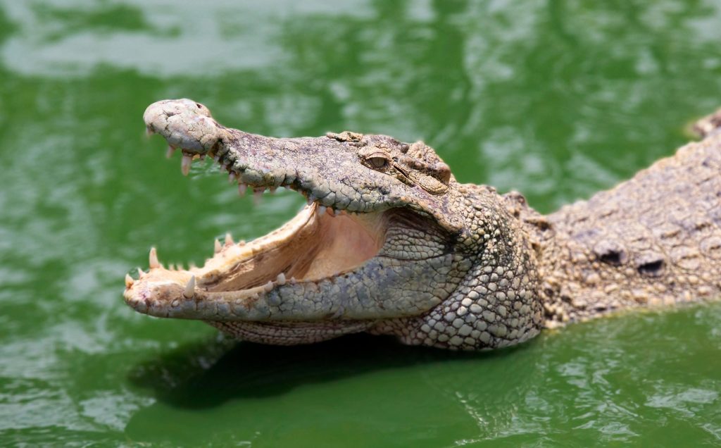 Krokodil